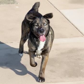 Siberian Husky and Mixed Breed Dogs Available for Adoption in St. Louis, Missouri - OREO | PetCurious
