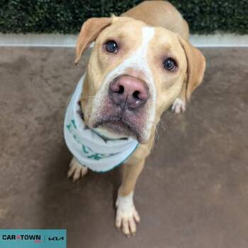 Shar Pei and Labrador Retriever Dogs Available for Adoption - Chulo | PetCurious