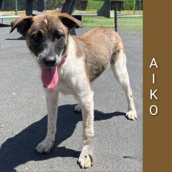 Mixed Breed Dogs Available for Adoption in Fredericksburg, Virginia - Aiko | PetCurious
