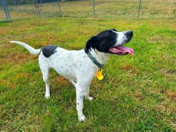 Rescue Pointer Dogs for Adoption in Jackson, Mississippi - Jeff | PetCurious