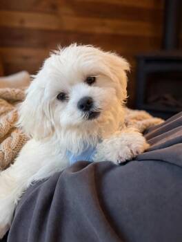 Silas -  Maltese and Shih Tzu Dog for Adoption in Union Grove, Wisconsin - Silas | PetCurious