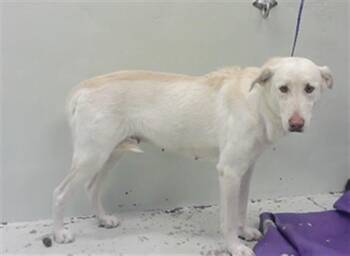 Rescue Labrador Retriever Dogs for Adoption in Houston, Texas - A2042330 | PetCurious