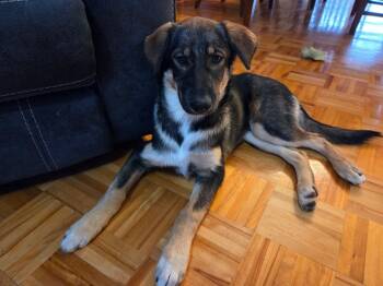 Husky Dogs Available for Adoption in Delson, Quebec - Kira | PetCurious