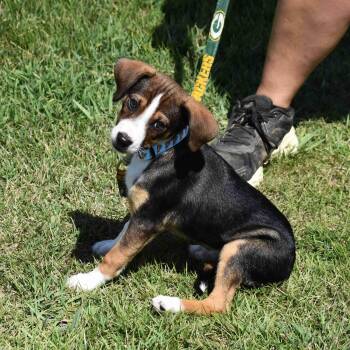 Tasha -  Mixed Breed Dog for Adoption in Searcy, Arkansas - Tasha | PetCurious