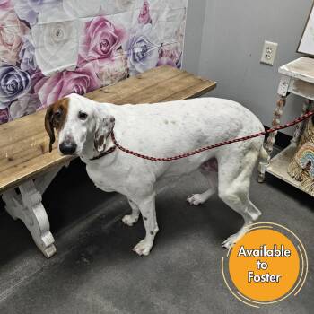 Cattle Dog and Pointer Dogs Available for Adoption - Madra | PetCurious