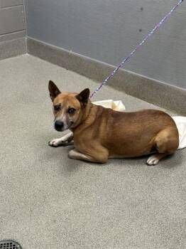 RABBIT -  German Shepherd Dog Dog for Adoption in Las Vegas, Nevada - RABBIT | PetCurious
