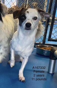 French Onion -  Chihuahua and Mixed Breed Dog for Adoption in Calgary, Alberta - French Onion | PetCurious