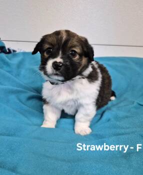 Strawberry -  Australian Shepherd Dog for Adoption in Hillside, Illinois - Strawberry | PetCurious