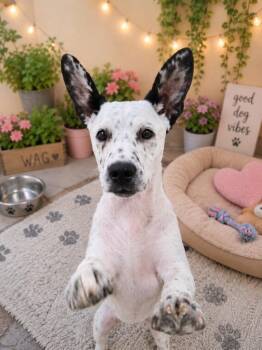 Amara -  Terrier Dog for Adoption in Athens, Tennessee - Amara | PetCurious