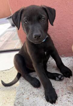 Axel -  Labrador Retriever and Border Collie Dog for Adoption in Rollingwood, Texas - Axel | PetCurious