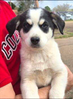 Shepherd and Rottweiler Dogs Available for Adoption in El Dorado, Arkansas - Bandit | PetCurious