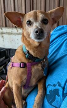 Rescue Chihuahua Dogs for Adoption in Benbrook, Texas - Mizzi | PetCurious
