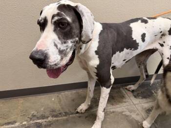 EVEREST -  Great Dane Dog for Adoption in Ontario, California - EVEREST | PetCurious