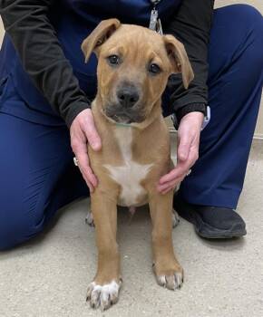 Black Mouth Cur and Mastiff Dogs Available for Adoption - CHURRO | PetCurious