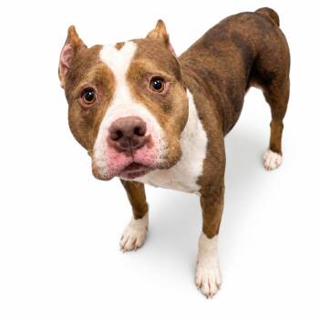 Sage -  Mixed Breed Dog for Adoption in Columbiana, Alabama - Sage | PetCurious