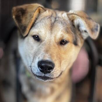CROSBY -  Australian Shepherd and Mixed Breed Dog for Adoption in Richmond, California - CROSBY | PetCurious