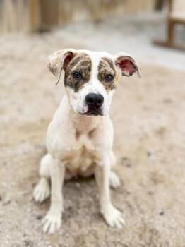 Kyra -  Mixed Breed Dog for Adoption in Muskegon, Michigan - Kyra | PetCurious