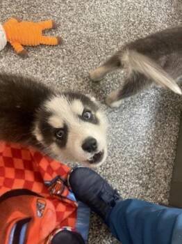 Gizmo -  Siberian Husky and Mixed Breed Dog for Adoption in Westland, Michigan - Gizmo | PetCurious