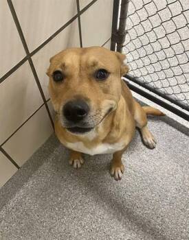 Rescue Pit Bull Terrier and German Shepherd Dog Dogs for Adoption in Pasadena, Texas - CAMILA | PetCurious