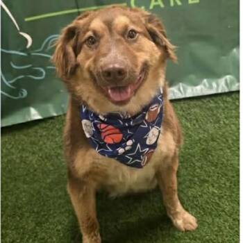 Australian Shepherd Dogs Available for Adoption in Pacifica, California - Annabelle | PetCurious