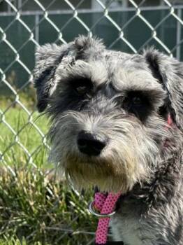 Ike -  Miniature Schnauzer Dog for Adoption in Hamilton, Montana - Ike | PetCurious