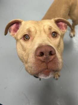 Rescue Labrador Retriever and Terrier Dogs for Adoption in Hartsville, South Carolina - Pumba | PetCurious