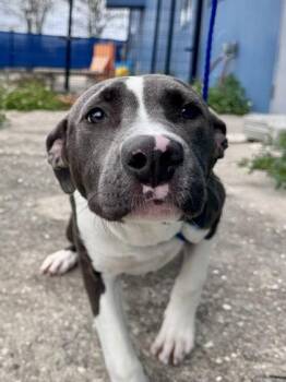 Pit Bull Terrier and Mixed Breed Dogs Available for Adoption in New Orleans, Louisiana - Gemma (Formerly Benson Underdog NLOL) | PetCurious
