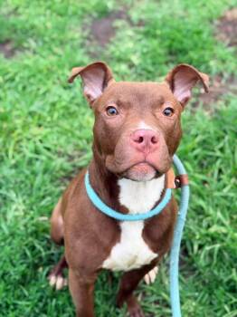 Utah -  Pit Bull Terrier Dog for Adoption in Chicago, Illinois - Utah | PetCurious