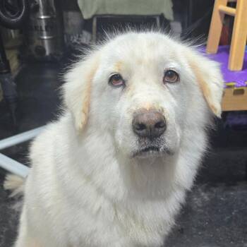 Great Pyrenees Dogs Available for Adoption - Hallie Berry | PetCurious