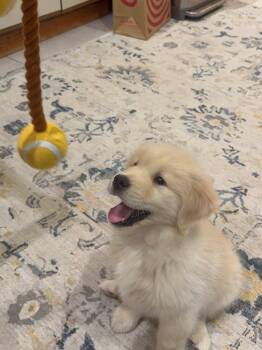 Jovi -  Golden Retriever Dog for Adoption in Bolton, Connecticut - Jovi | PetCurious
