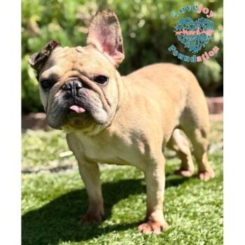 Dynamite Duke COH -  French Bulldog Dog for Adoption in Inglewood, California - Dynamite Duke COH | PetCurious