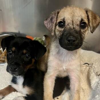 Chloroplast -  Labrador Retriever Dog for Adoption in Austin, Texas - Chloroplast | PetCurious