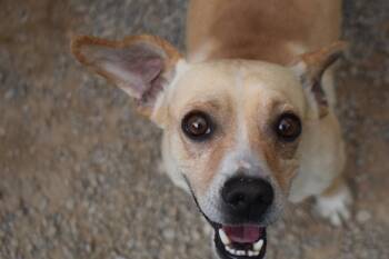 David -  Chihuahua and Terrier Dog for Adoption in Pahrump, Nevada - David | PetCurious