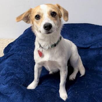 Trixie -  Mixed Breed Dog for Adoption in Medford, Oregon - Trixie | PetCurious