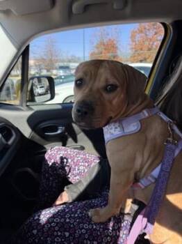 Kaydence - IN FOSTER -  Mixed Breed Dog for Adoption in Chamblee, Georgia - Kaydence - IN FOSTER | PetCurious