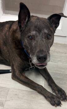 Terrier and Mixed Breed Dogs Available for Adoption in Huntington, New York - Murphy | PetCurious