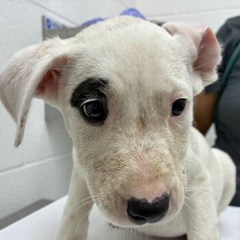 Australian Cattle Dog Blue Heeler Dogs Available for Adoption - Van | PetCurious