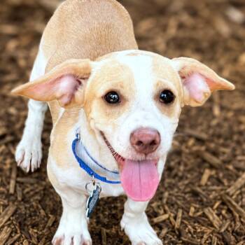 Ethan -  Chihuahua and Dachshund Dog for Adoption in Boerne, Texas - Ethan | PetCurious