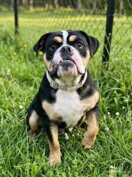 Ms. Bubba -  Mixed Breed Dog for Adoption in West Chester, Pennsylvania - Ms. Bubba | PetCurious