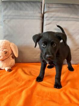 Phaeton -  Mixed Breed Dog for Adoption in Jackson, Tennessee - Phaeton | PetCurious
