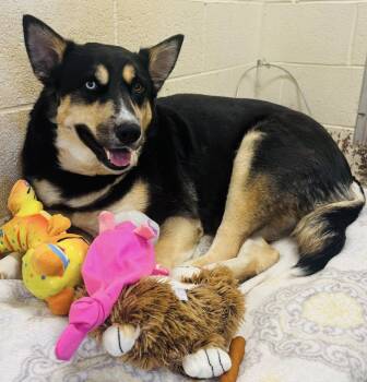 German Shepherd Dog and Siberian Husky Dogs Available for Adoption - Sheena | PetCurious
