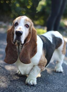 Buster Basset in NH. Come Meet our Adoptable Dogs Wednesday-Satu -  Basset Hound Dog for Adoption in Manchester, New Hampshire - Buster Basset In NH. Come Meet Our Adoptable Dogs Wednesday-Satu | PetCurious