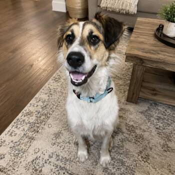 Katy Pawry (20260810-04) -  Great Pyrenees Dog for Adoption in Niagara Falls, Ontario - Katy Pawry (20260810-04) | PetCurious