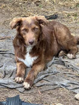 Australian Shepherd and German Shepherd Dog Dogs Available for Adoption in Little Rock, Arkansas - Rollie | PetCurious