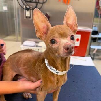 Wawa -  Chihuahua Dog for Adoption in Gulfport, Mississippi - Wawa | PetCurious
