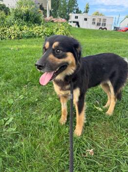 TRULY -  Australian Shepherd Dog for Adoption in Mechanicsburg, Pennsylvania - TRULY | PetCurious