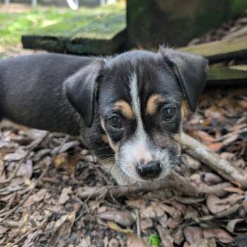 Angus -  Mixed Breed Dog for Adoption in Williston, Florida - Angus | PetCurious