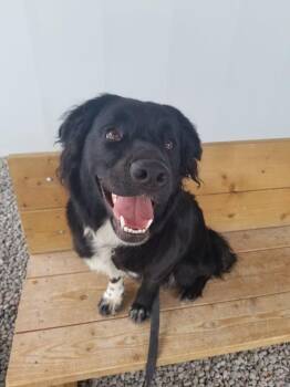 Labrador Retriever and Bernese Mountain Dog Dogs Available for Adoption - Angie | PetCurious