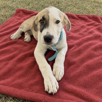 Sweet Tea -  Anatolian Shepherd Dog for Adoption in Pilot Point, Texas - Sweet Tea | PetCurious