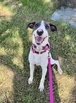 Lizzie -  Whippet Dog for Adoption in Newport Beach, California - Lizzie | PetCurious